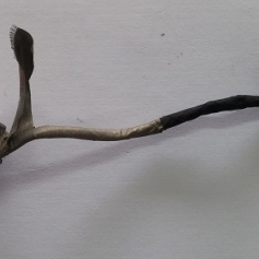 Conector VGA ASUS N53JQ-XV1 1414-04BW000
